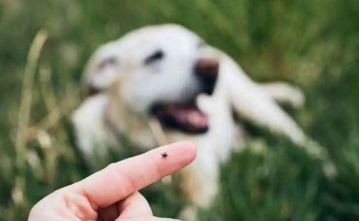 مكافحة القراد